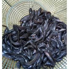 Fingerlings(Catfish)