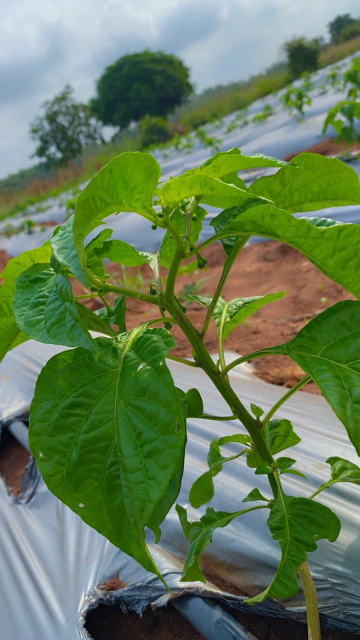 Fruits and Vegetables