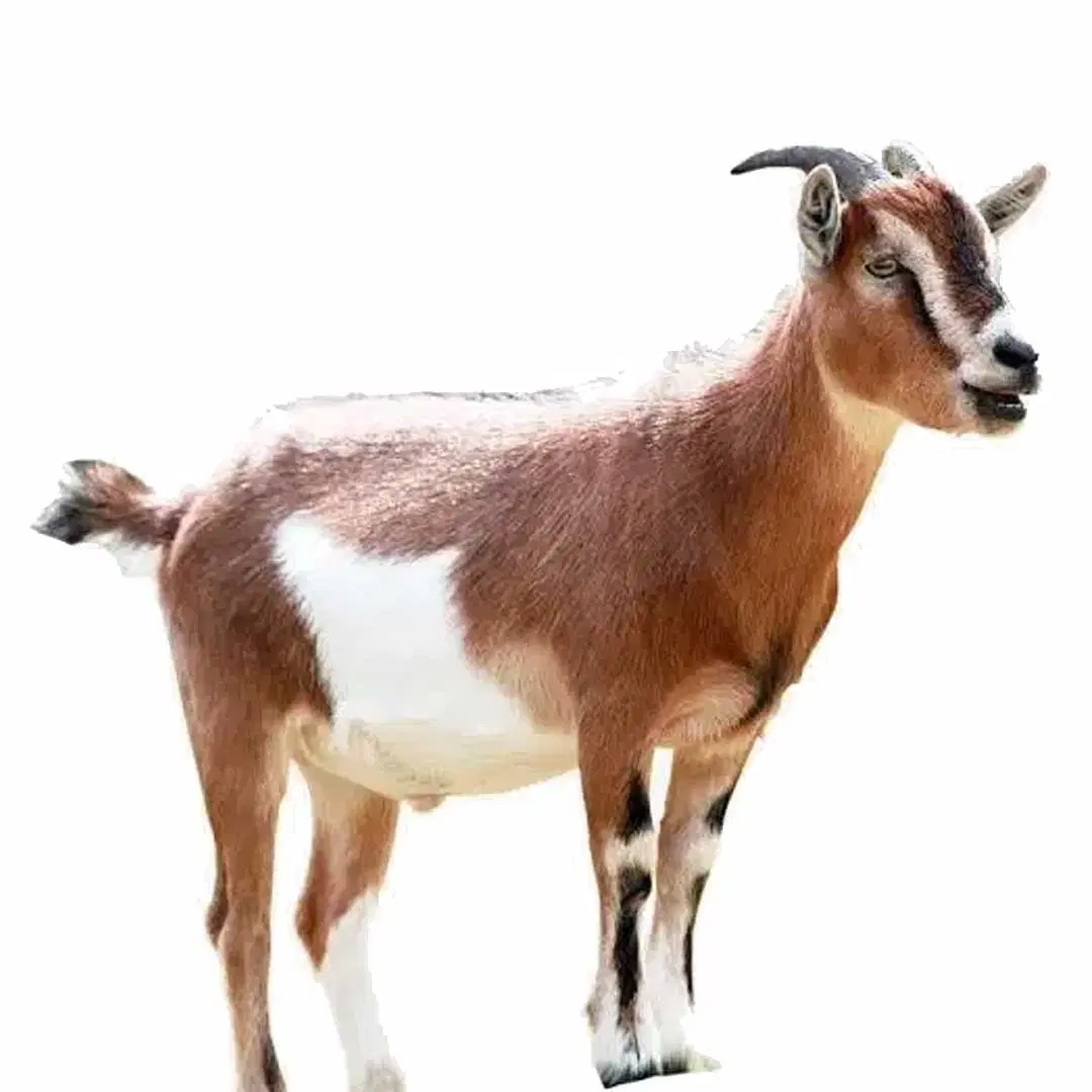 Male goat